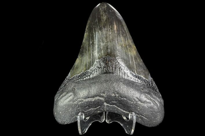 Fossil Megalodon Tooth - Georgia #109327